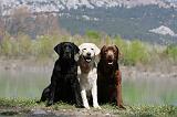 LABRADOR 1020